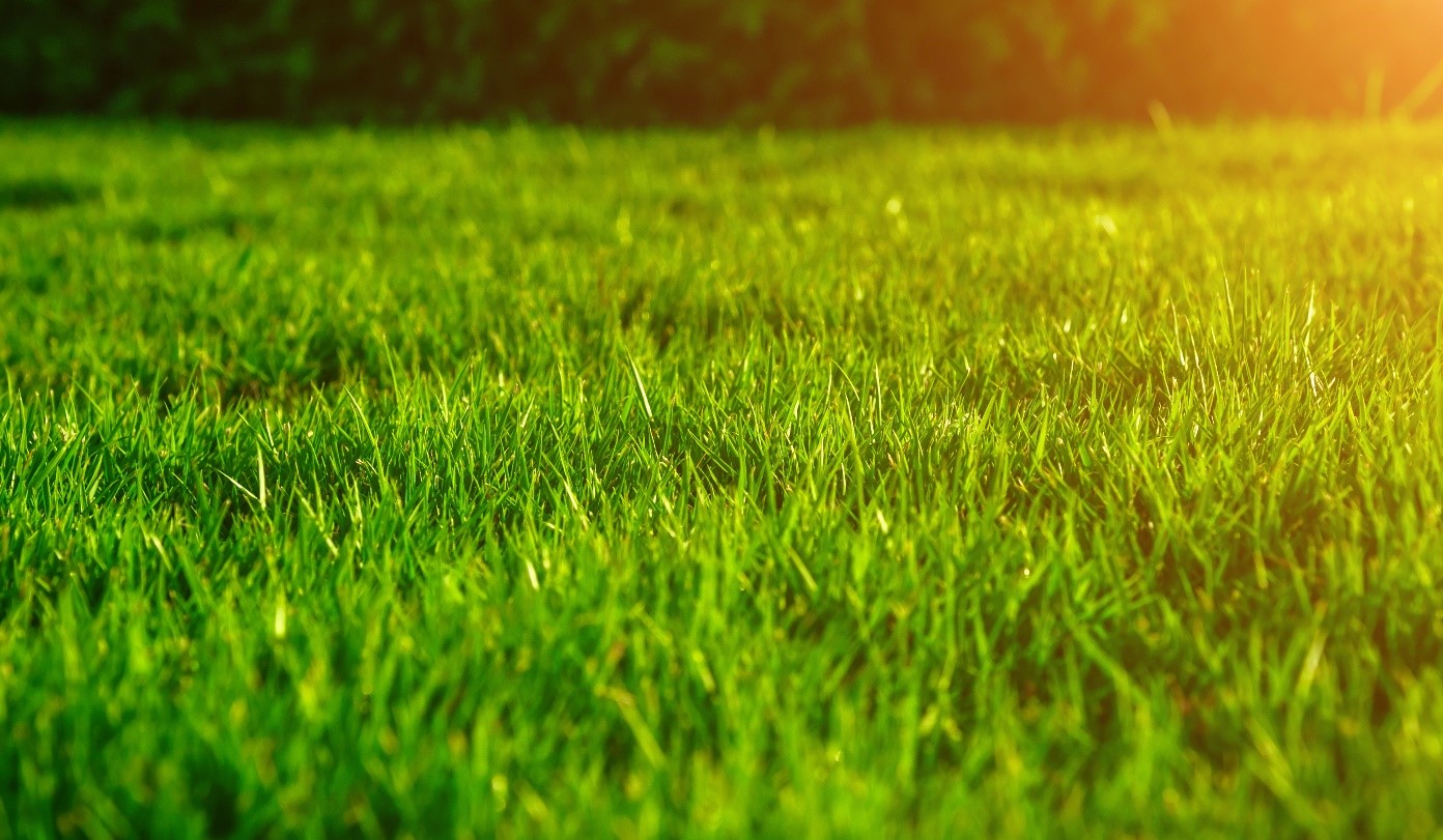 lawn-care.jpg